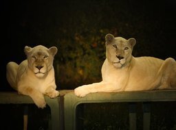 「ナイトサファリ」暗闇から現れる野生動物＆草食動物にエサやり体験、那須サファリパークで