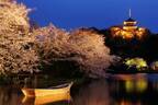 横浜・三溪園で「観桜の夕べ」開催、ライトアップされた三重塔を背景に夜桜を楽しむ