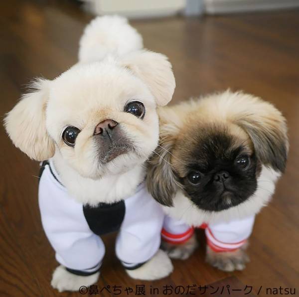 「鼻ぺちゃ展」が山口に初巡回 - パグやシーズーなど、”鼻ぺちゃ犬”の写真&グッズが集結