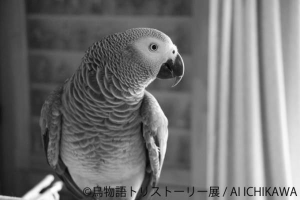 「鳥物語トリストーリー展」浅草橋・名古屋で開催、鳥たちの“一瞬の美しさ”がテーマの合同写真＆物販展