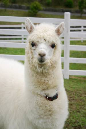 「もふもふ広場」がサンシャイン水族館に - アルパカやウサギなど“もふっ”とした生き物とふれあい体験