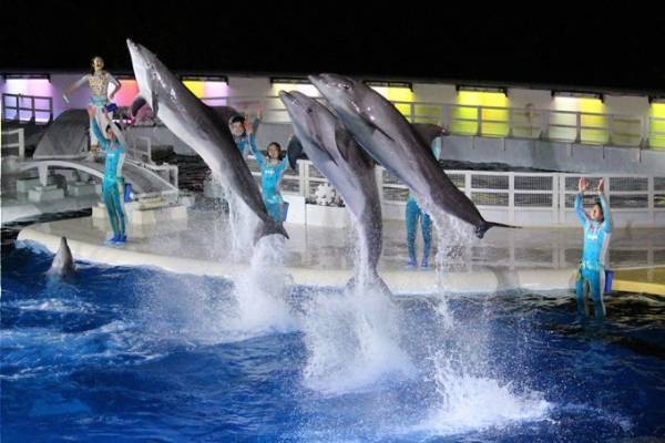 京都水族館「夜のすいぞくかん」イルカナイトパフォーマンスやすやすや眠るペンギン