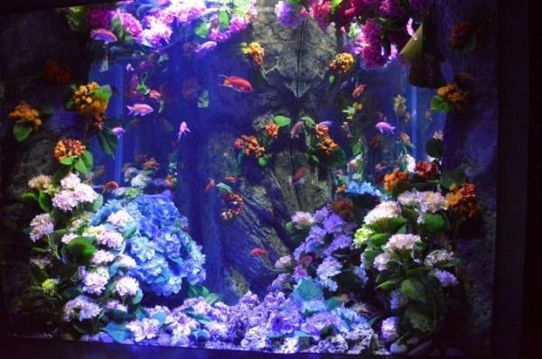 新江ノ島水族館で海の生き物と“あじさい”のコラボ展示 - クラゲショーも特別仕様に