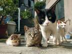 岩合光昭の写真展「ねこ」玉川髙島屋で開催 - 愛くるしい猫の姿を収めた写真170点