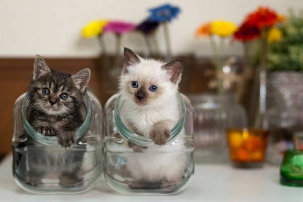 史上最大規模の「猫写真展」が横浜赤レンガ倉庫で - 約500点の作品が集結、グッズ販売も