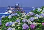 「八景島あじさい祭」海に囲まれた八景島に2万株のあじさい、竹灯籠のライトアップも
