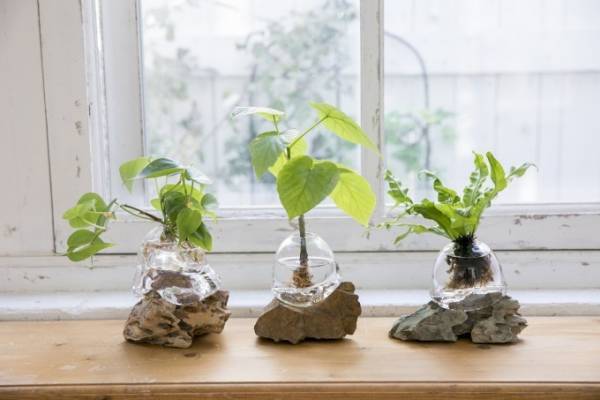 阪急うめだ本店で“モダン盆栽”の販売イベント、ハリネズミ型盆栽からプラモまで