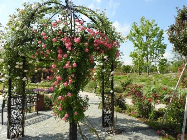 約220種が花咲く「春のローズフェスティバル」東武動物公園で開催、香りが楽しめるフレグランスエリアも
