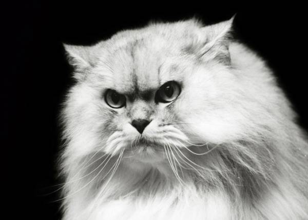 ミュベールによる“猫”の写真展、榊原俊寿の作品を展示 - ネコTシャツも登場