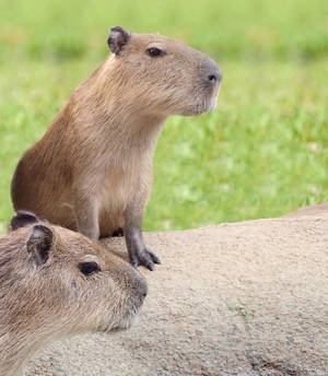 新江ノ島水族館“カピバラ”テーマの新展示「カピバラ～陽だまりの草原～」スタート