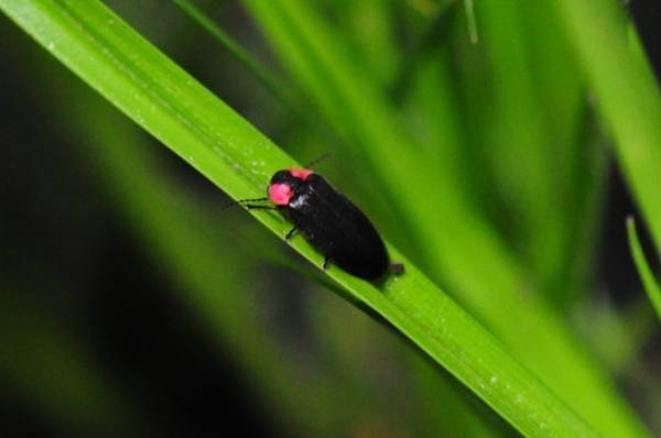 京都水族館の夏イベント「なつとほたるとすいぞくかん」限定開催、ホタルを間近で見れる特別展示など
