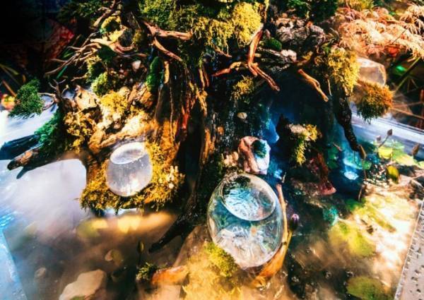 京都水族館「WOW！金魚あそび」金魚が妖精のように泳ぐ水槽や金魚鉢ドリンクなど