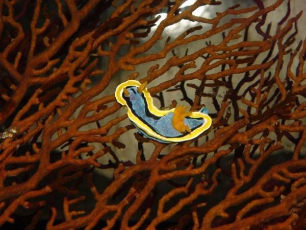 「ウミウシって巻貝の仲間なんだって！？展」しながわ水族館で、色鮮やかなウミウシ＆クリオネなど展示