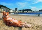 写真展「岩合光昭の世界ネコ歩き2」大丸京都店で、世界中の愛らしいネコを写した約150点を展示