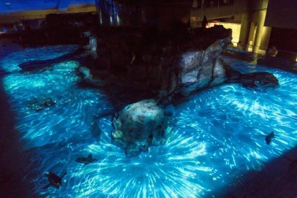 すみだ水族館「ペンギン花火」プロジェクションマッピングの花火の中をペンギンが泳ぐ