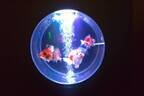 「アクアリウム IN 京セラドーム大阪 スカイホール」大阪で、金魚を幻想的な光でライトアップ