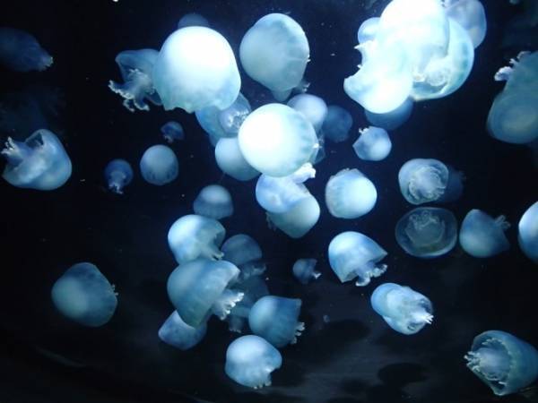 しながわ水族館に「個性派クラゲ」集結、クラゲ展示で有名な加茂水族館が東京へ