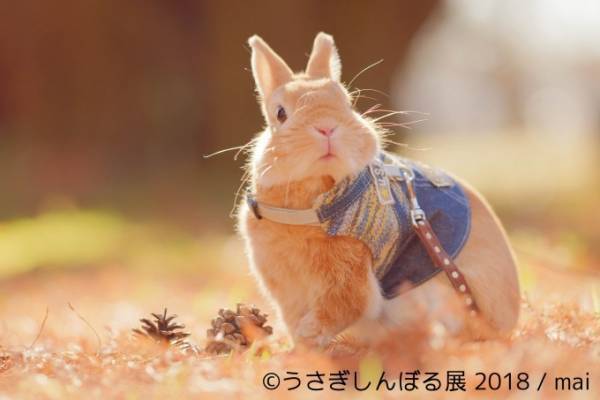 「うさぎしんぼる展 2018」東京・浅草橋で、うさぎの写真＆グッズ計1,000点以上を展示販売