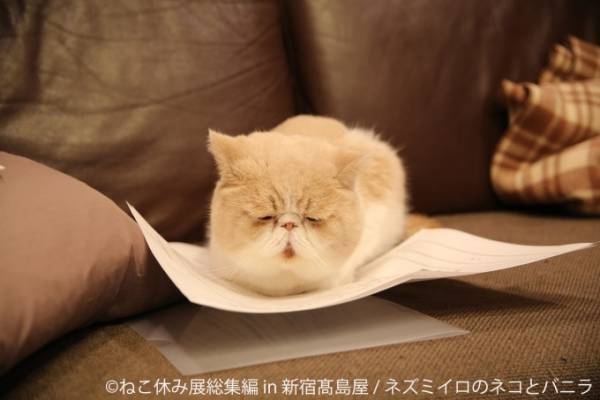 「ねこ休み展 総集編 in 新宿高島屋」懐かしの名作写真が集結、超巨⼤ぬいぐるみも