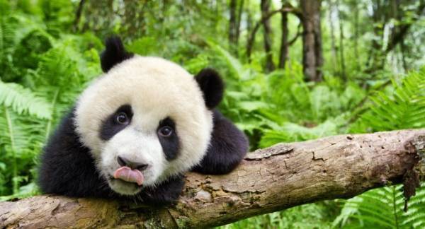 ドキュメンタリー映画『アース：アメイジング・デイ』自然を生きる絶滅危惧種動物やパンダなどの貴重な姿