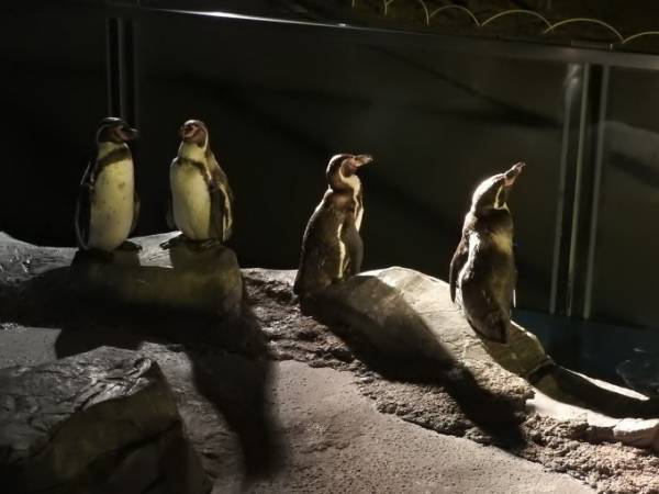 東武動物公園で秋の夜間営業イベント「オータムナイト ZOO」動物たちの夜の生態を観察