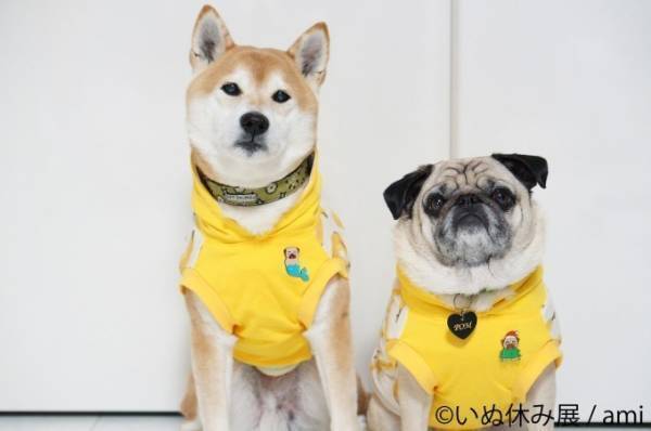 ⽝の合同写真＆物販展「いぬ休み展」が東京・名古屋で初開催、SNSで人気のチワワや柴犬の作品が集結