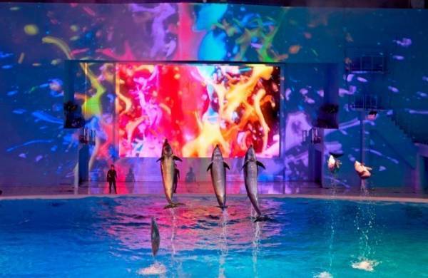 横浜・八景島シーパラダイスのイルミネーション、プロジェクションマッピング＆LED演出のイルカショーも
