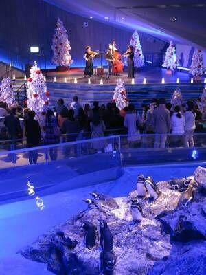 すみだ水族館「ペンギンと過ごすクリスマス」特別仕様のペンギンショー、新日本フィル×ペンギンの演奏会も
