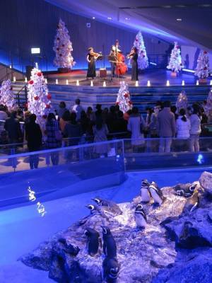 すみだ水族館「ペンギンと過ごすクリスマス」特別仕様のペンギンショー、新日本フィル×ペンギンの演奏会も