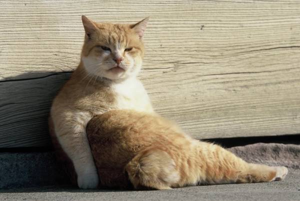 岩合光昭写真展「やきものの里のネコ」茨城しもだて美術館で - 陶芸の町に暮らすネコたちの姿