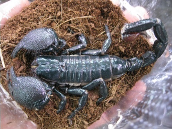 「もうどく展」広島パルコで開催 - 刺す・咬む・中毒など、様々な毒をもった生物が集結