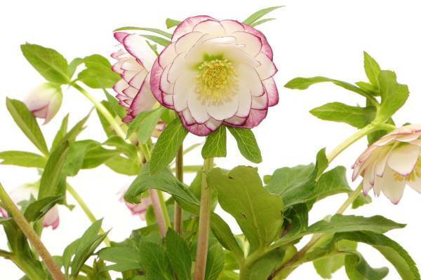 「クリスマスローズの世界展」東京･池袋で - 花数300点を超える国内最大級の展覧会