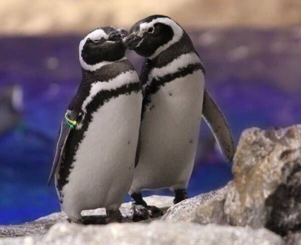 すみだ水族館“ペンギンカップル”の恋模様を楽しめるイベント「恋する水族館。」開催