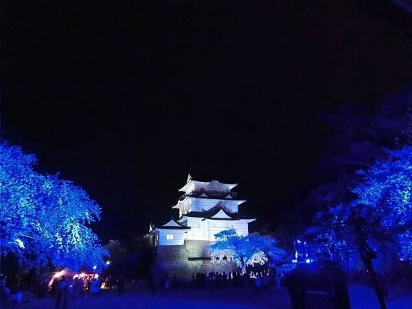 小田原城で春の桜をライトアップ、光に染まる夜桜と天守閣を楽しむ