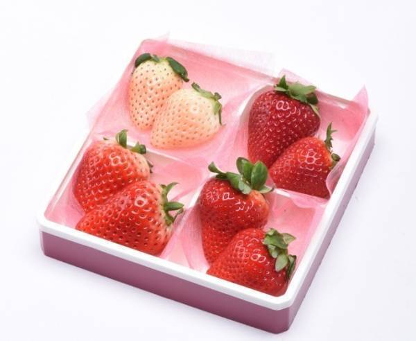 「ヨコハマストロベリーフェスティバル2019」横浜赤レンガ倉庫で - 全国のいちごを無料で配布