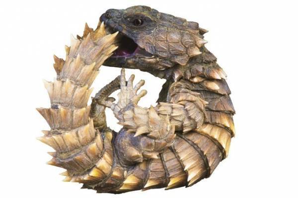 サンシャイン水族館の特別展「へんないきもの展3」見た目・生き様・模様、様々な“変”を紹介