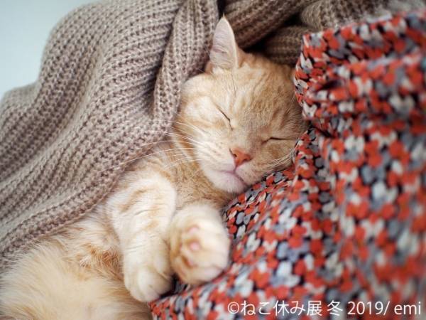 「ねこ休み展」冬の本祭、猫クリエイターの合同写真展＆物販展が東京・浅草橋で開催