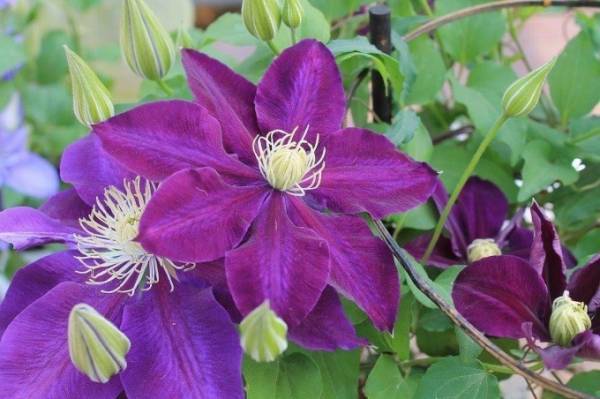 「春の花々とクレマチス展」池袋・サンシャインシティで、珍しい品種など約100種のクレマチスが集結