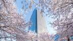 東京ミッドタウンの花見イベント「ミッドタウン・ブロッサム」お酒と桜を楽しめる屋外ラウンジも