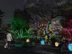 ライトアップイベント「京都・冬の光宴」梅小路公園内で、LED約3万球で