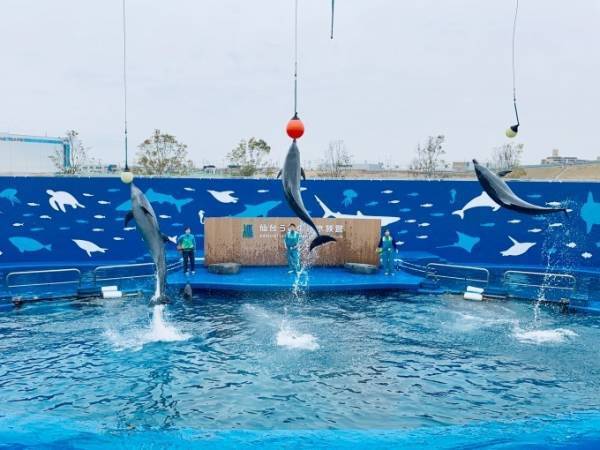 仙台うみの杜水族館「スタジアムライヴ ザ グルーヴ」イルカ&アシカ&鳥たちが見せる新パフォーマンス