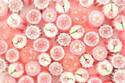 パパブブレの「桜ミックス」キャンディ、1分咲き〜満開まで花の移ろいを表現