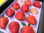 「ストロベリーフェスティバル」赤坂アークヒルズで、全国12種類の苺の食べ比べ＆限定スイーツなど