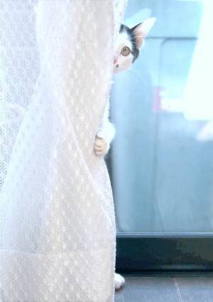 「ねこのひょっこり展」東京・末広町で、愛らしい“ひょっこり”猫写真約400点＆限定グッズも