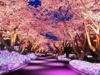 よみうりランド「夜桜ジュエルミネーション」桜並木に宝石色イルミネーション、ジェットコースター花見も