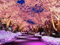 よみうりランド「夜桜ジュエルミネーション」桜並木に宝石色イルミネーション、ジェットコースター花見も
