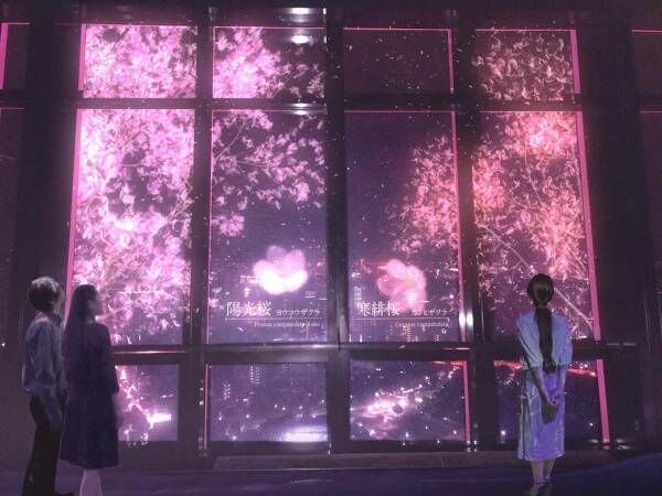 東京タワーで夜桜体験、手をかざすと“桜が咲く”プロジェクションマッピングをネイキッドとコラボで