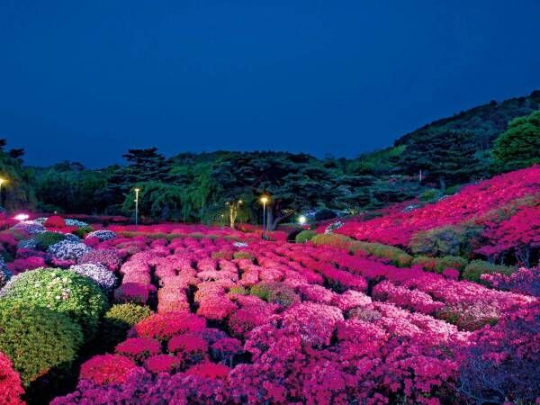 静岡「第48回小室山公園つつじ祭り」10万本のつつじで埋まる赤い絨毯、幻想的な夜間ライトアップも