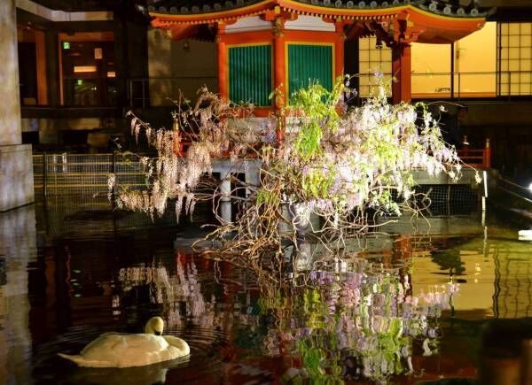 「六角堂 夜の特別拝観」頂法寺境内をライトアップ、新元号や東京五輪など祝う大作生け花も展示