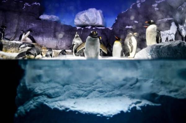 海遊館の新「南極大陸」水槽、氷の大陸＆青い海氷で水陸で暮らす“ペンギン”にフォーカス